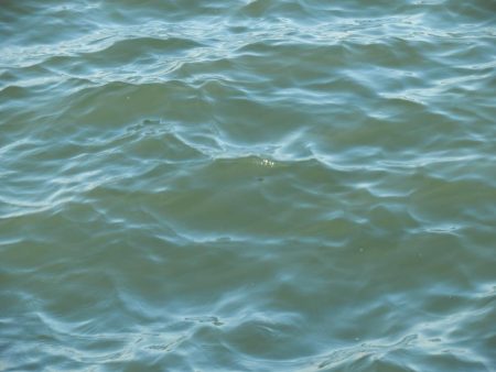 すれ！サゴシ‼￥1,000円也